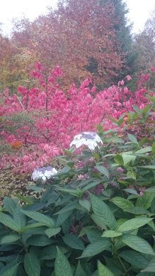 Arboretum